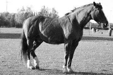 black and white horse in the field