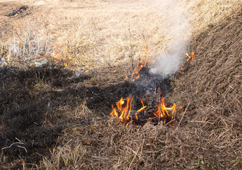 Dry grass burns in summer from the heat. Burning grass in the field and forest. The burnt ground after a forest fire.