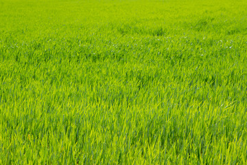 green young wheat plants as background