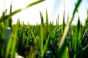 Obraz premium Green wheat field and blue sky, close-up.