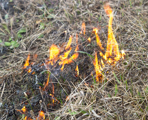 Dry grass burns in summer from the heat. Burning grass in the field and forest. The burnt ground after a forest fire.