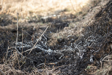 Burnt grass after forest fires. Land burned to ash after fires