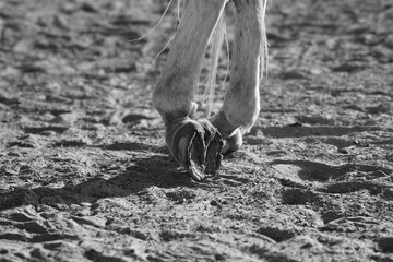 hooves of the horse