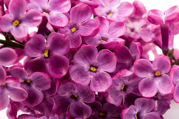 Beautiful blossoming lilac on white background. Space for text