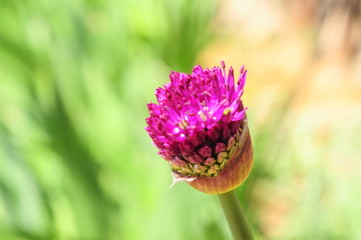 SPRING COLLECTION OF FLOWERS CLOSEUP