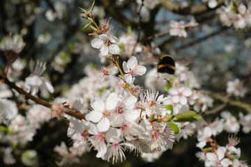 Bąk zapylający czereśnie