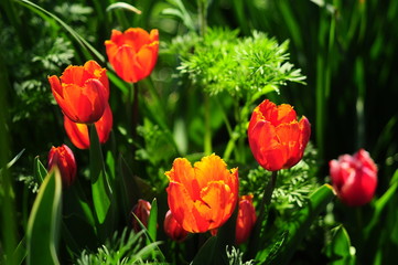 SPRING COLLECTION OF FLOWERS CLOSEUP