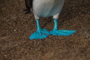 Blue footed booby