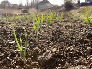 Planting sprouts in the soil in the village garden. Green onion sprouts in a row grow from the ground in the sun.