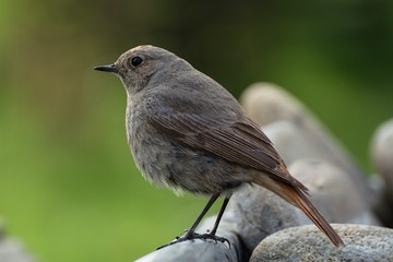 The black redstart - Phoenicurus ochruros, female sitting on a stone at a bird watering hole. Czechia. Europe.