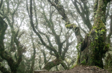 Spooky forest with gnarly trees shot during foggy conditions on Kepler Track, Fiordland National Park, New Zealand
