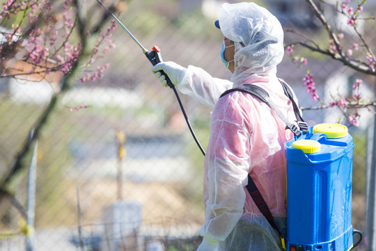 Man In Protective Suit Spraying Trees In Spring