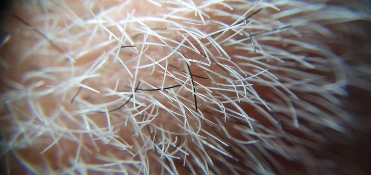 Macro peli barba