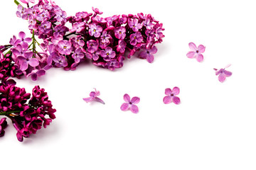 Beautiful blossoming lilac on white background. Space for text