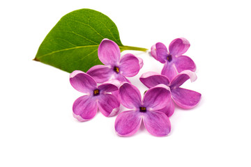 Beautiful blossoming lilac on white background. Copy space