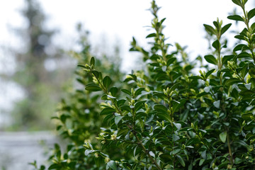 Obraz premium Boxwood is blooming. Big bushes. Bloom. B xus