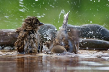 Two females,House sparrows, Passer domesticus bathe in the water of a bird watering hole. Czechia....