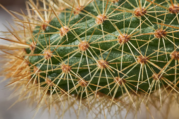 Closeup macro cactus details stock photo