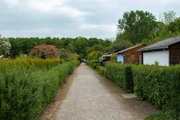 path in a allotmant garden, hedges left and right on the path