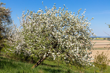 blühender Apfelbaum in einer Streuobstwiese