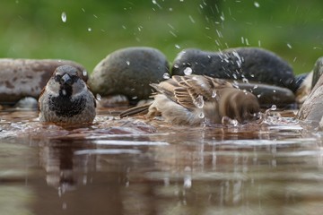 Fototapeta premium Two House sparrows, Passer domesticus,, a couple bathe in the water of a bird watering hole. Czechia. Europe.