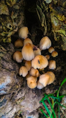 Hongos y setas en tronco de arbol
