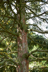  Calocedrus decurrens Aureovariegata 