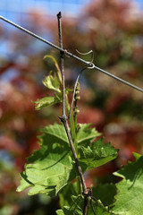 Weinblatt an einem Rebstock
