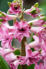 Obraz premium Terry hyacinth flowers in spring in the garden.