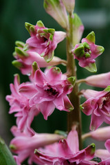 Fototapeta na wymiar Terry hyacinth flowers in spring in the garden.