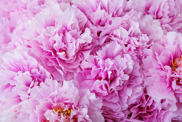 Fresh beautiful pastel purple peony flowers in full bloom.