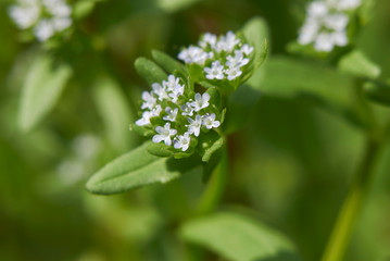 Valerianella locusta