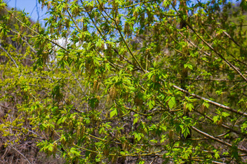Fototapeta na wymiar green leaves on a tree, green leaves in the garden