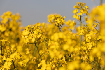 Obraz premium blühendes Rapsfeld