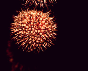 crown-shaped spherical fruit