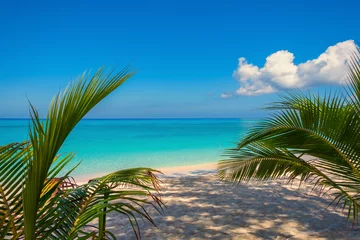 Photo sur Plexiglas Plage de Seven Mile, Grand Cayman Small palm trees on a empty Seven Mile Beach during confinement, Cayman Islands