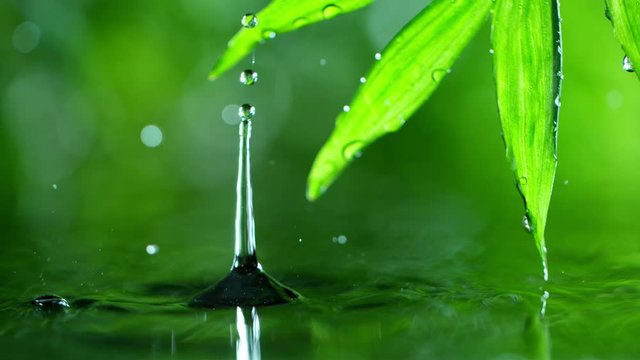 fresh green leaves with water drops over the water , relaxation with water ripple drops concept , filmed on cinema slow motion camera at 1000 fps