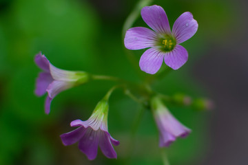 close up of violet flower