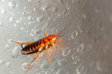 Large cockroach in a stainless steel sink against the background of a drop of water