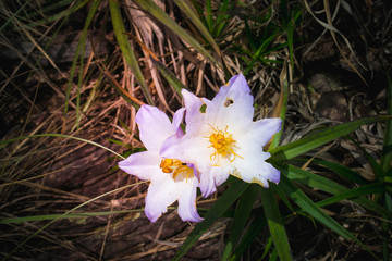 white spring flowers