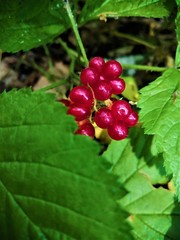 Branch of red cloudberry with green leaves.
