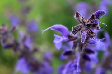 Un mazzo di Salvia pratensis cresce in un prato di primavera