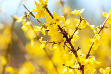 Forsythia spring flowering, yellow flowers