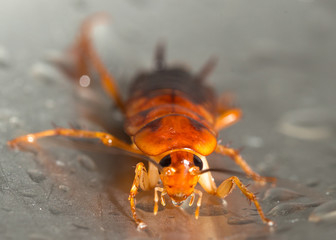 Large cockroach in a stainless steel sink against the background of a drop of water