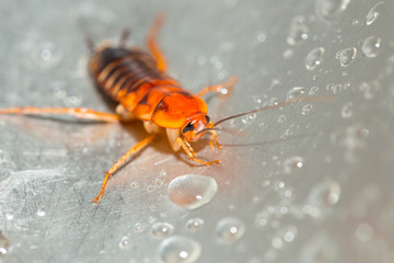 Large cockroach in a stainless steel sink against the background of a drop of water