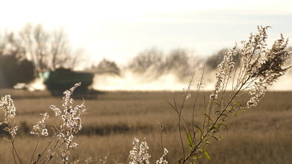 Thistle-like Plant in Warm Sunshine with an Harvester in a Field in the Background