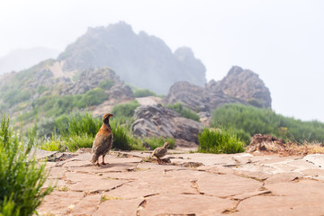 The rock partridge Alectoris graeca birds a bird of a pheasant family with chicks on a hiking trail...