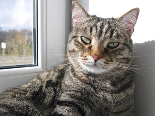 A well-groomed domestic cat in a peaceful posture
