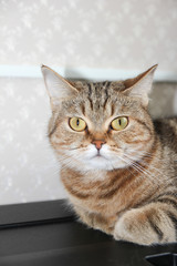 A well-groomed domestic cat in a peaceful posture