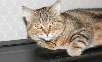 A well-groomed domestic cat in a peaceful posture